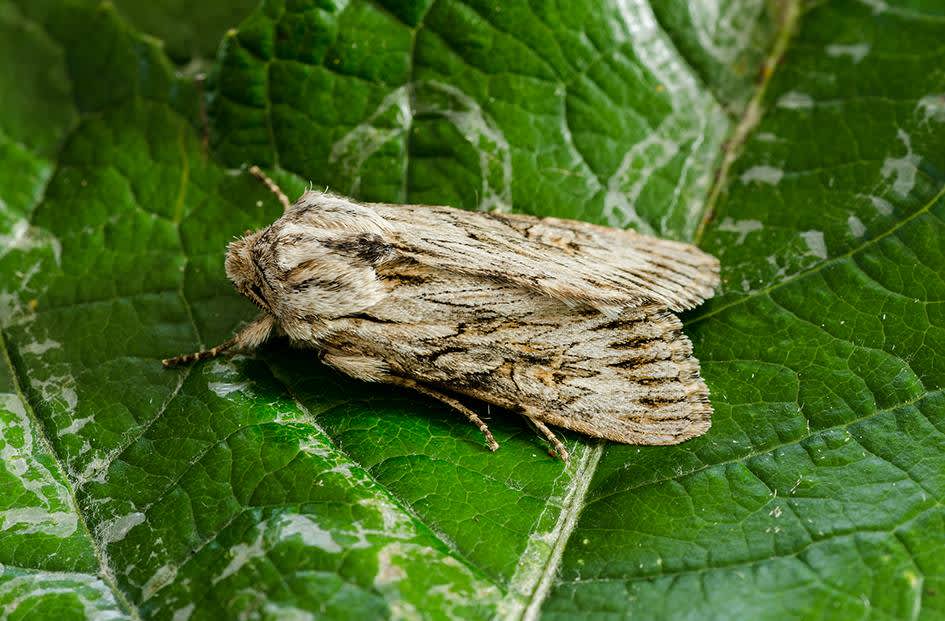 Feathered Brindle (Aporophyla australis) photographed at Sandwich Bay by Darren Taylor 