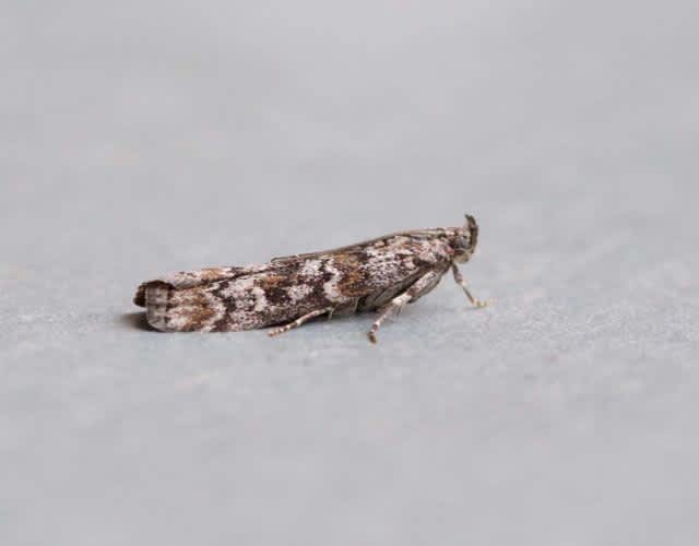 Dark Pine Knot-horn (Dioryctria abietella) photographed in Kent by Andy Taylor