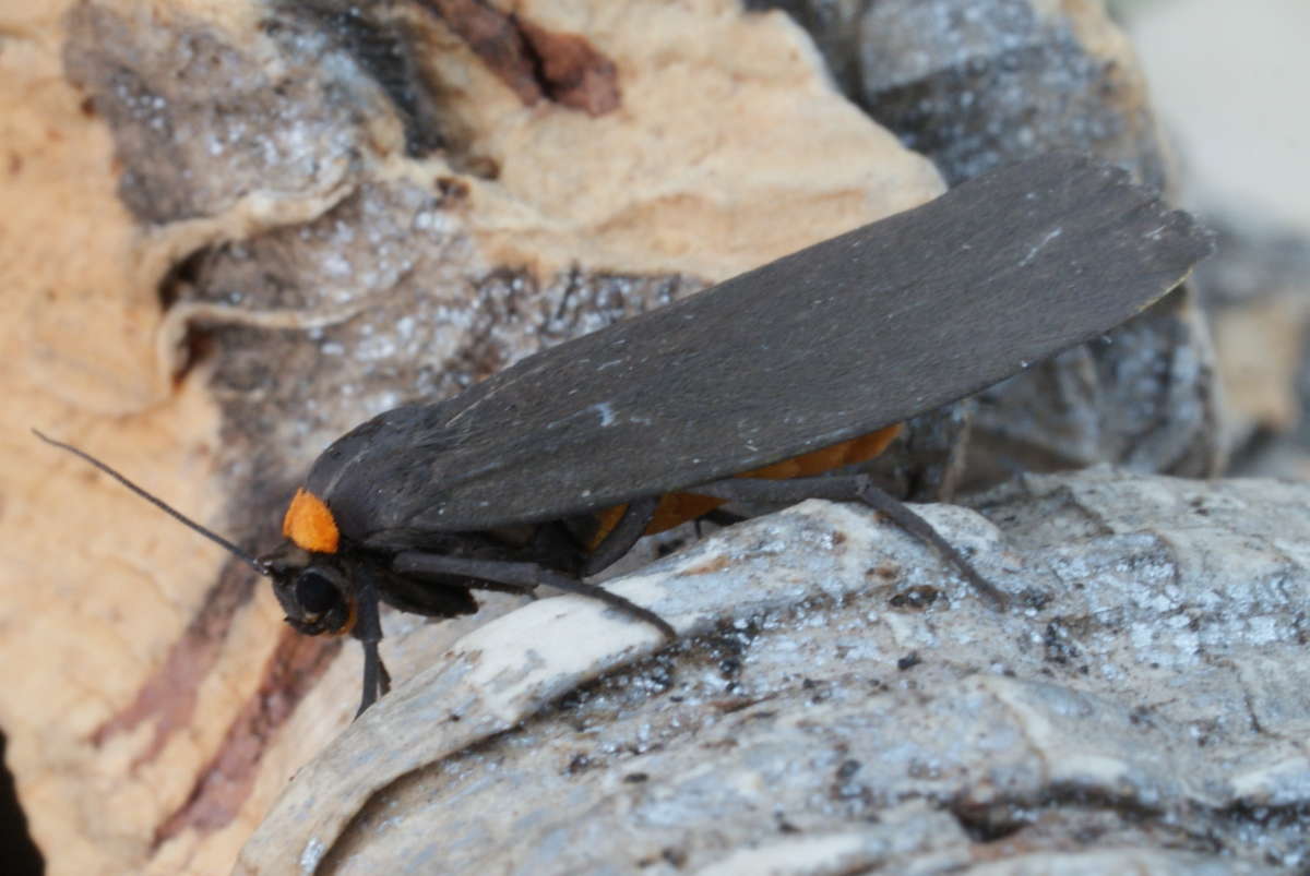 Red-necked Footman (Atolmis rubricollis) photographed at Aylesham  by Dave Shenton 