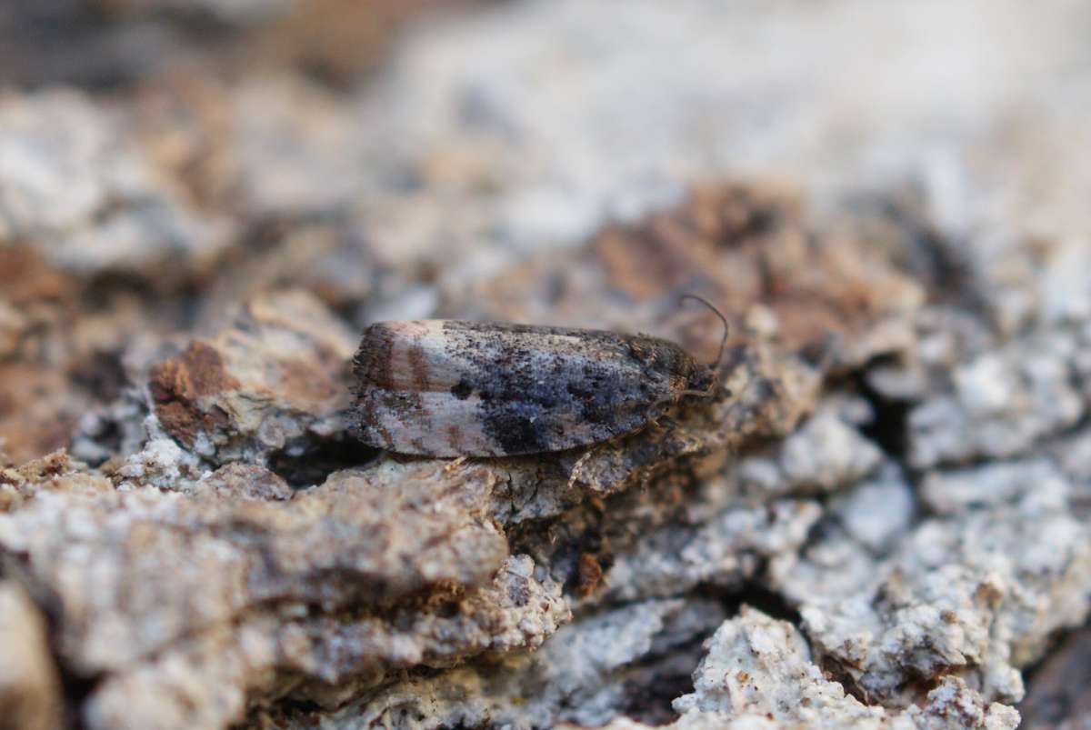 Shoulder-spot Marble (Hedya atropunctana) photographed in Kent by Dave Shenton 