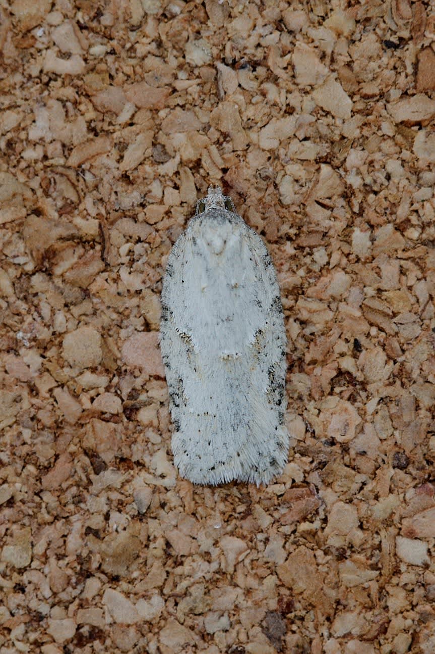 Grey Birch Button (Acleris logiana) photographed in Kent by Josh Jones 