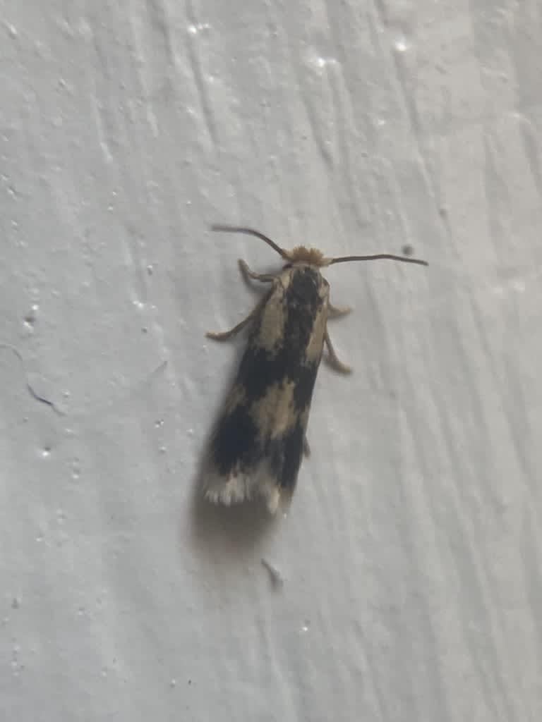 Black-poplar Pigmy (Stigmella trimaculella) photographed in Kent by David F Huerta 