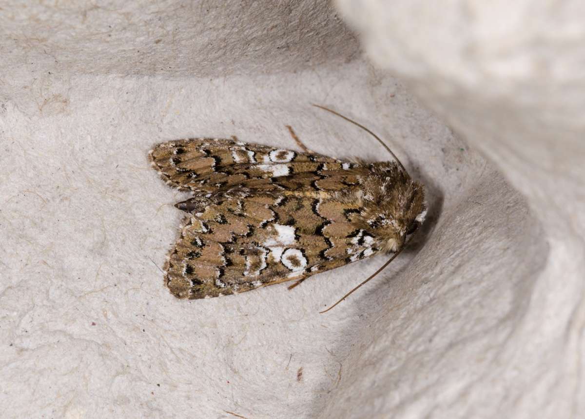 White Spot (Hadena albimacula) photographed in Kent by Darren Taylor 