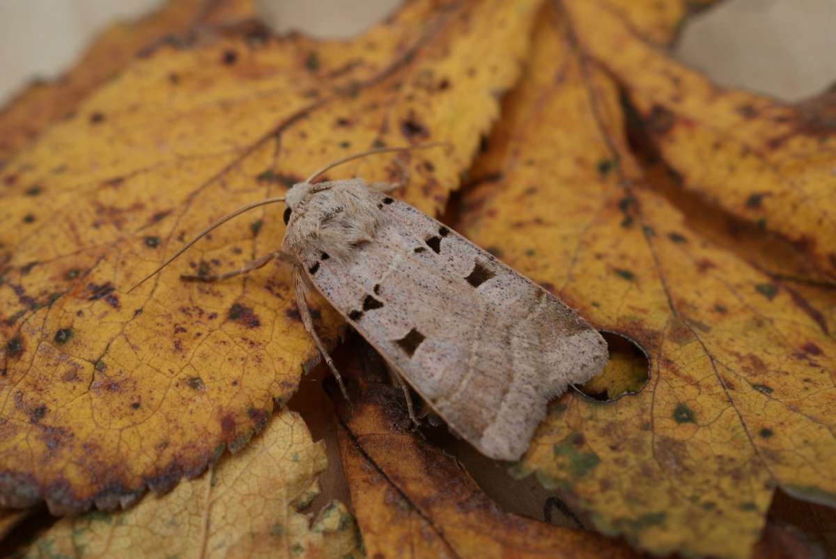 Autumnal Rustic (Eugnorisma glareosa) photographed at Aylesham  by Dave Shenton 