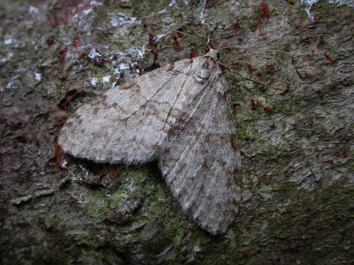 Early Tooth-striped (Trichopteryx carpinata) photographed in Kent by Peter Maton 