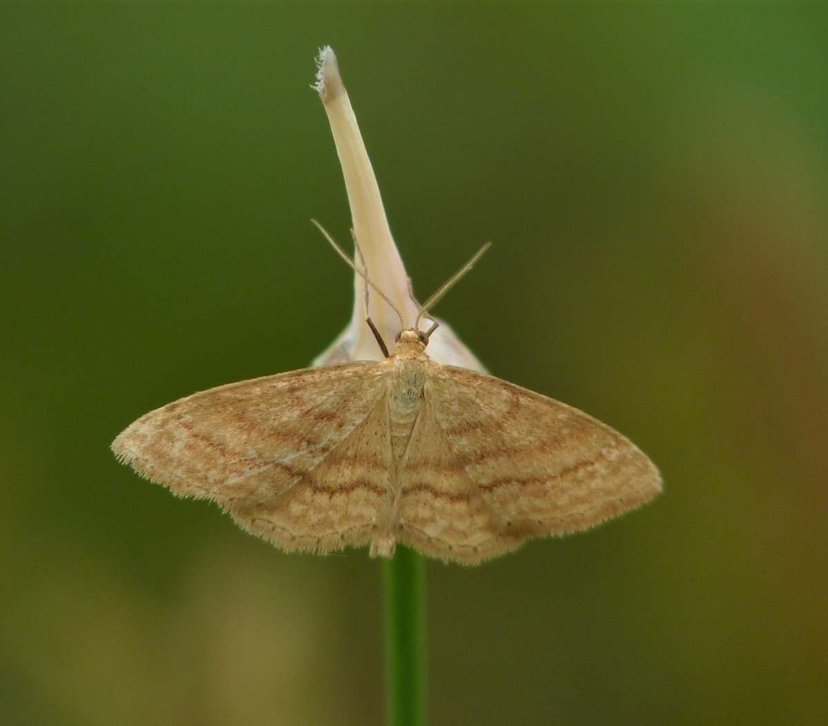 Bright Wave (Idaea ochrata)