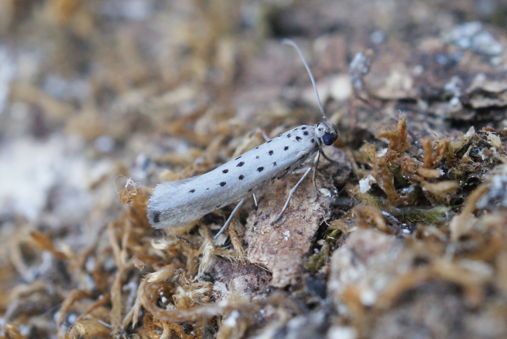 Grey Ermine (Yponomeuta sedella) photographed at Las Descargues, France  by Dave Shenton