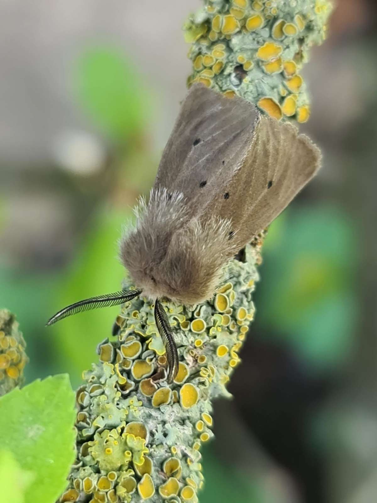 Muslin Moth (Diaphora mendica) photographed in Kent by Francesca Partridge