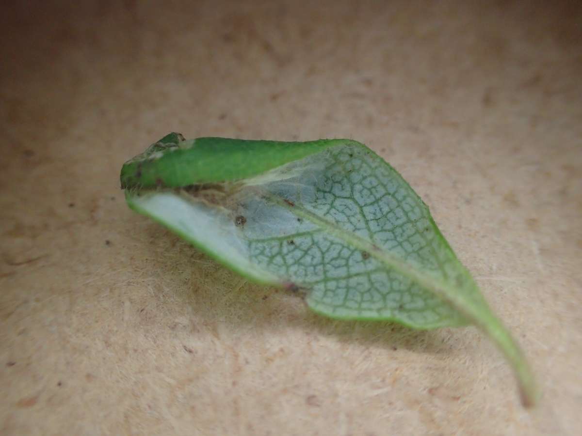 Honeysuckle Midget (Phyllonorycter trifasciella) photographed in Kent by Dave Shenton 