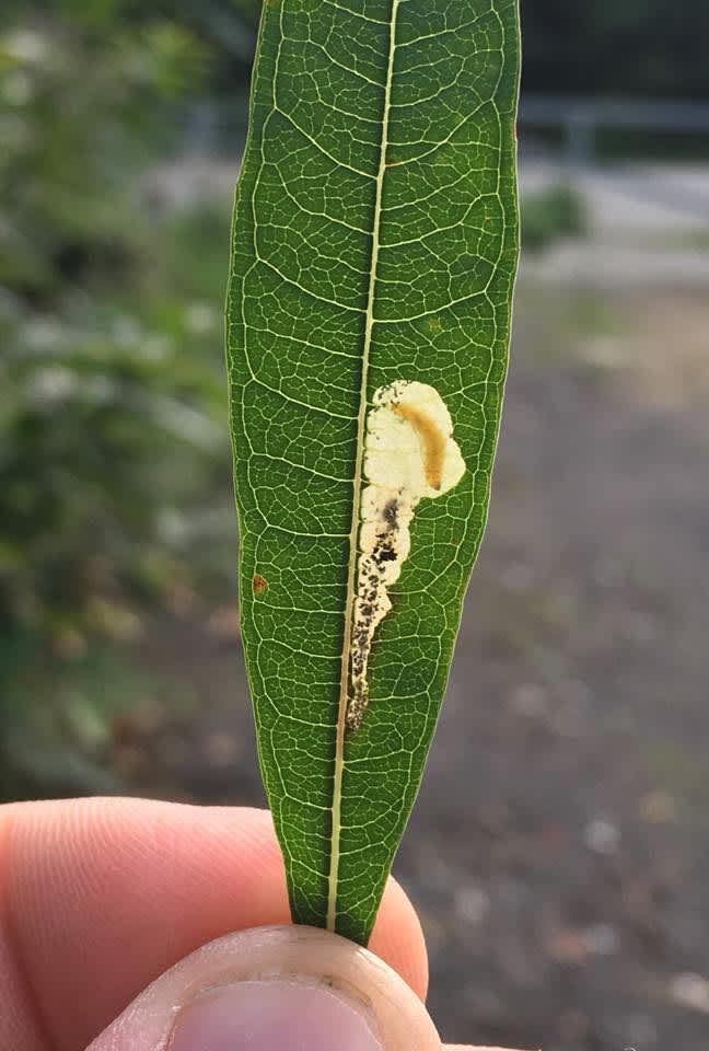 Little Mompha (Mompha raschkiella) photographed in Kent by Andy Millar