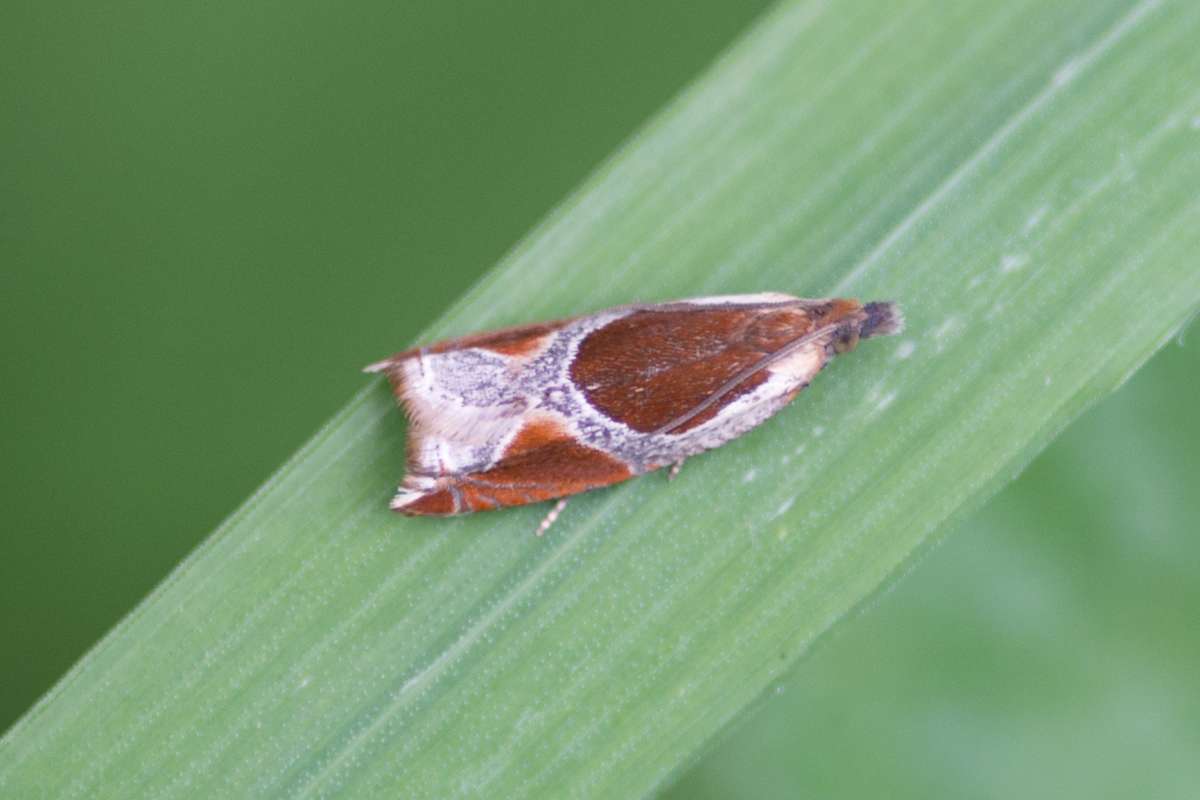 Buckthorn Roller (Ancylis unculana) photographed at Holborough Marshes  by Steve Weeks