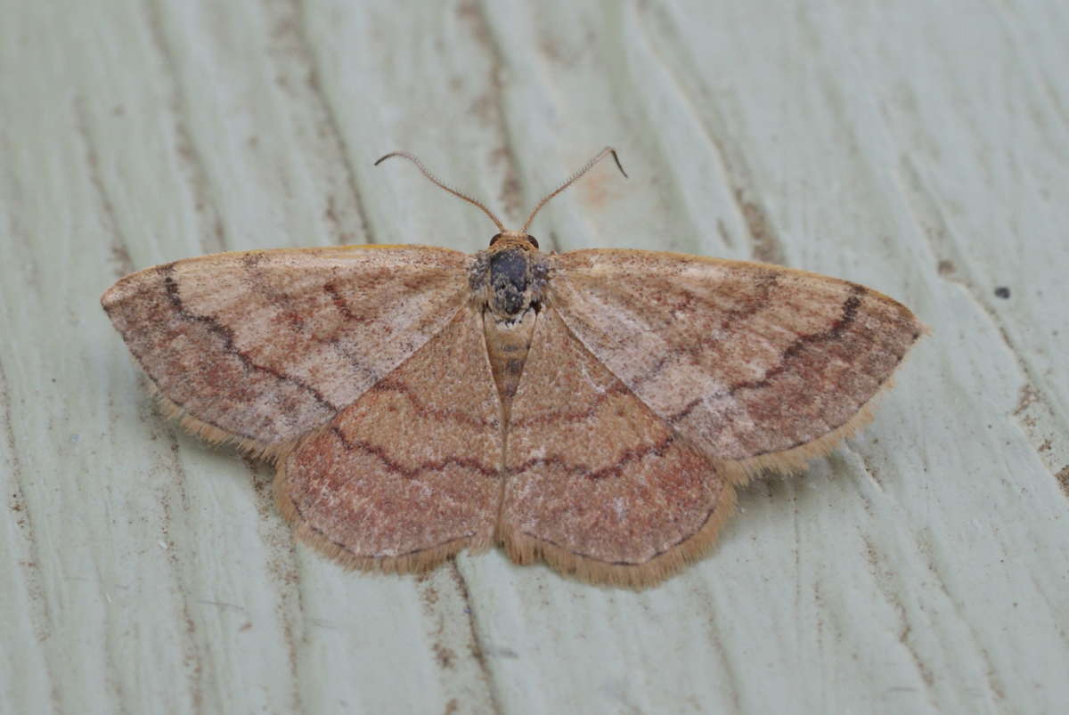 Tawny Wave (Scopula rubiginata) photographed in Kent by Dave Shenton 