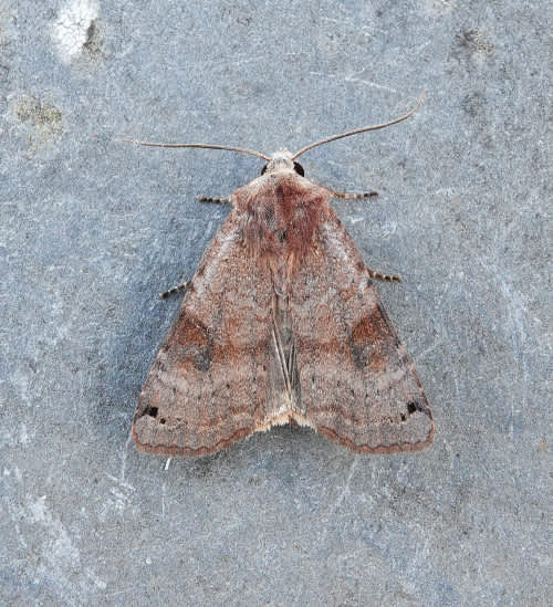 Dotted Clay (Xestia baja) photographed in Kent by James Hunter 