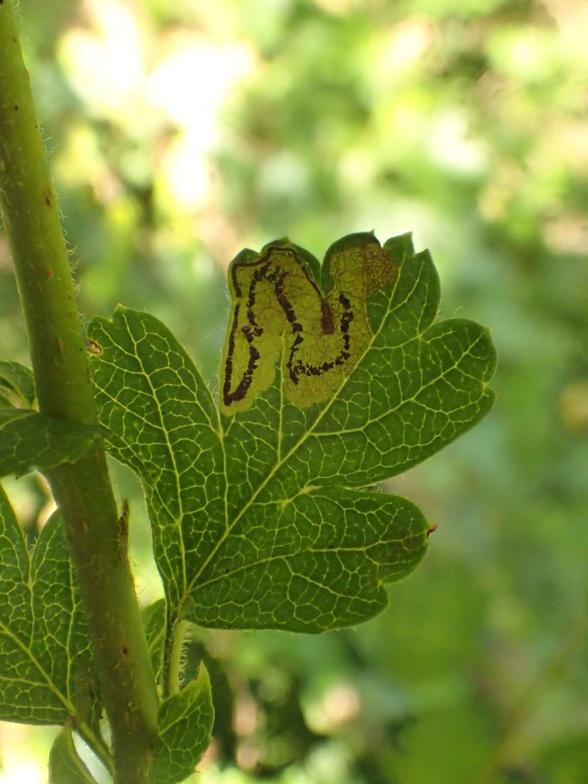 Greenish Thorn Pigmy (Stigmella hybnerella) photographed at Aylesham  by Dave Shenton 