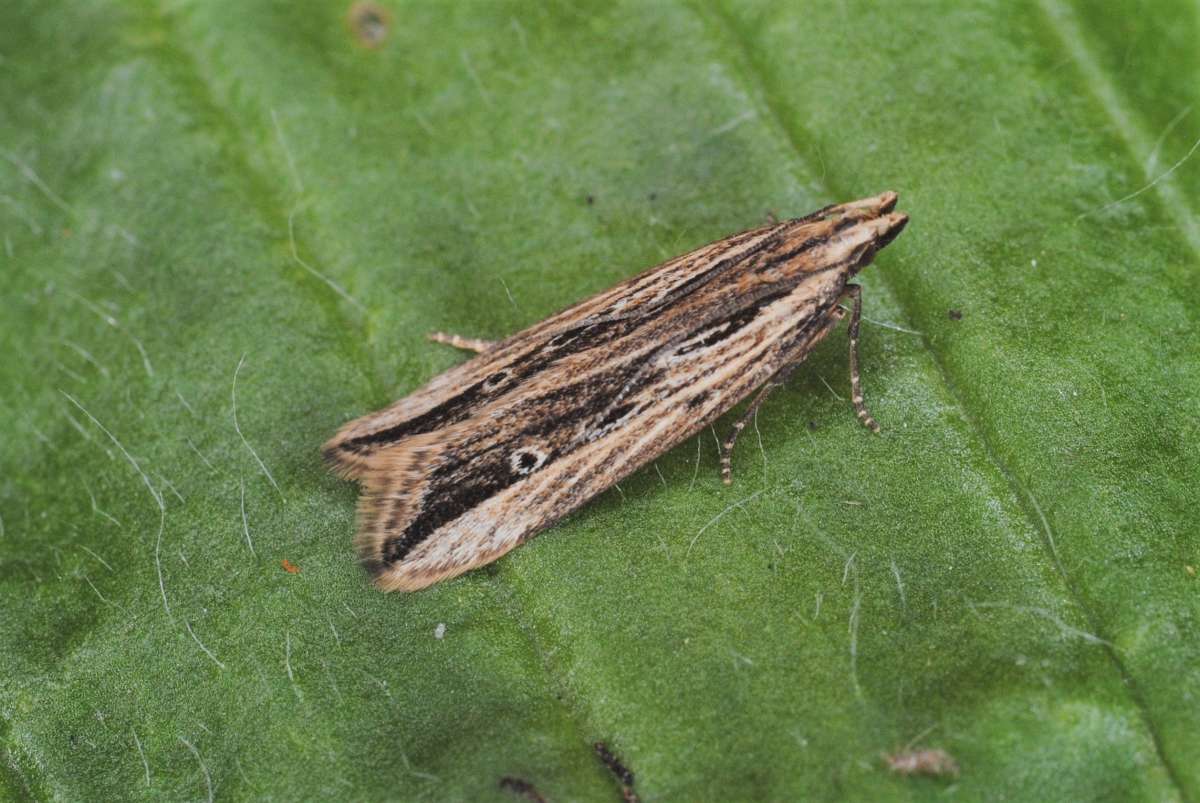 Wainscot Neb (Monochroa palustrellus) photographed in Kent by Antony Wren