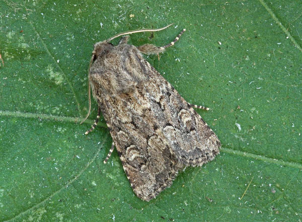 Flounced Rustic (Luperina testacea) photographed in Kent by Peter Maton 