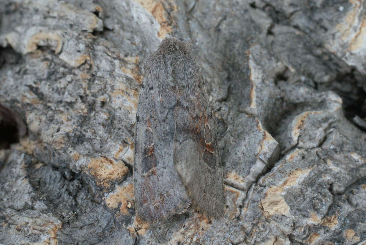 Lead-coloured Drab (Orthosia populeti) photographed in Kent by Dave Shenton 