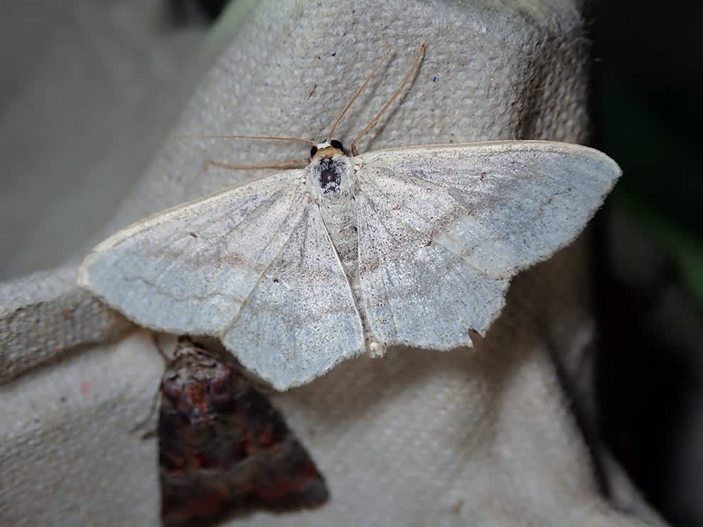 Sub-angled Wave (Scopula nigropunctata) photographed at Samphire Hoe by Darren Taylor 