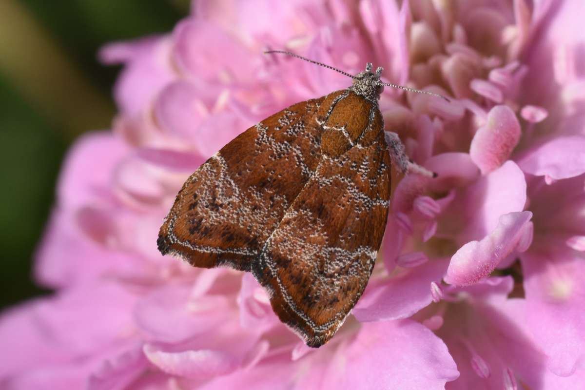 Fig-tree Skeletonizer (Choreutis nemorana) photographed in Kent by Antony Wren