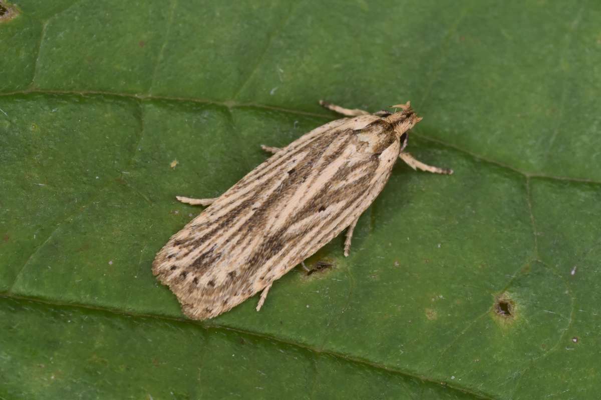 Gorse Flat-body (Agonopterix umbellana) photographed in Kent by Antony Wren