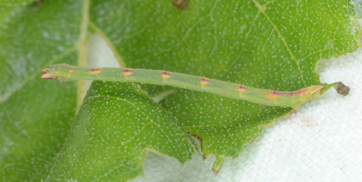 Little Emerald (Jodis lactearia) photographed at Denge Wood by Alan Stubbs 