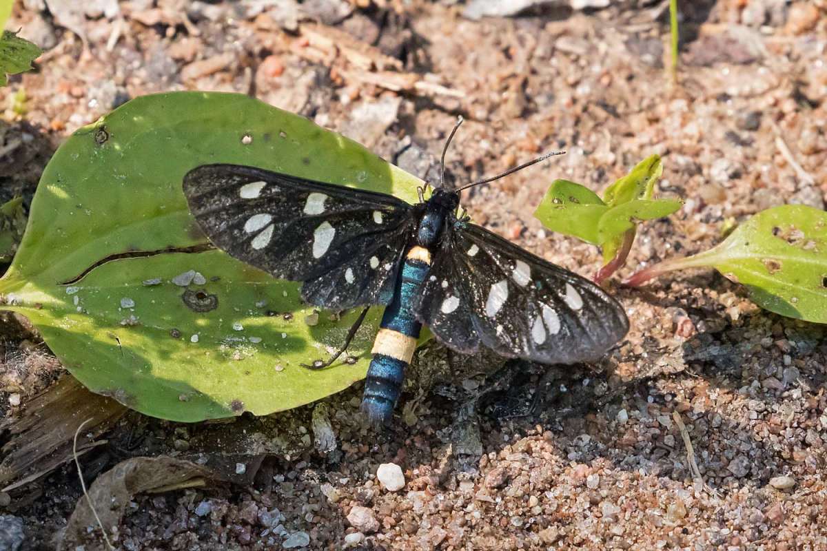 Nine-spotted Moth (Amata phegea) photographed in Kent by Peter Maton