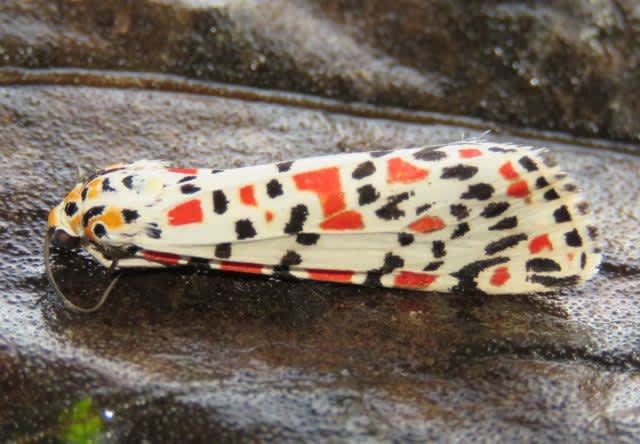 Crimson Speckled (Utetheisa pulchella) photographed in Kent by Tony Rouse