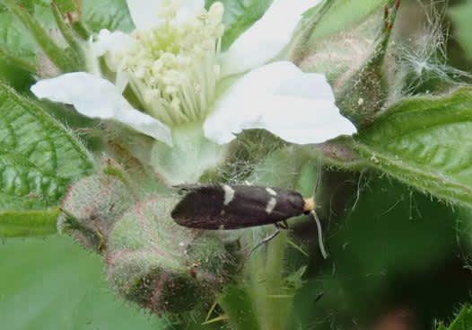 Bramble Bright (Lampronia flavimitrella) photographed in Kent by John Dale 