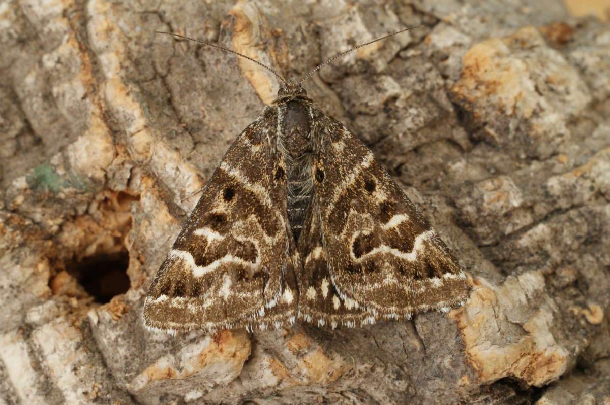 Mother Shipton (Euclidia mi) photographed in Kent by Dave Shenton 