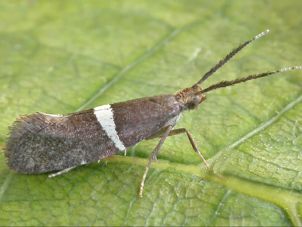 Bitter-cress Diamond-back (Eidophasia messingiella) photographed in Kent by David Beadle 