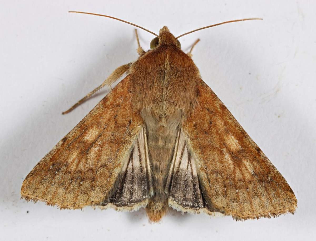 Scarce Bordered Straw (Helicoverpa armigera) photographed in Kent by Steve Cutt