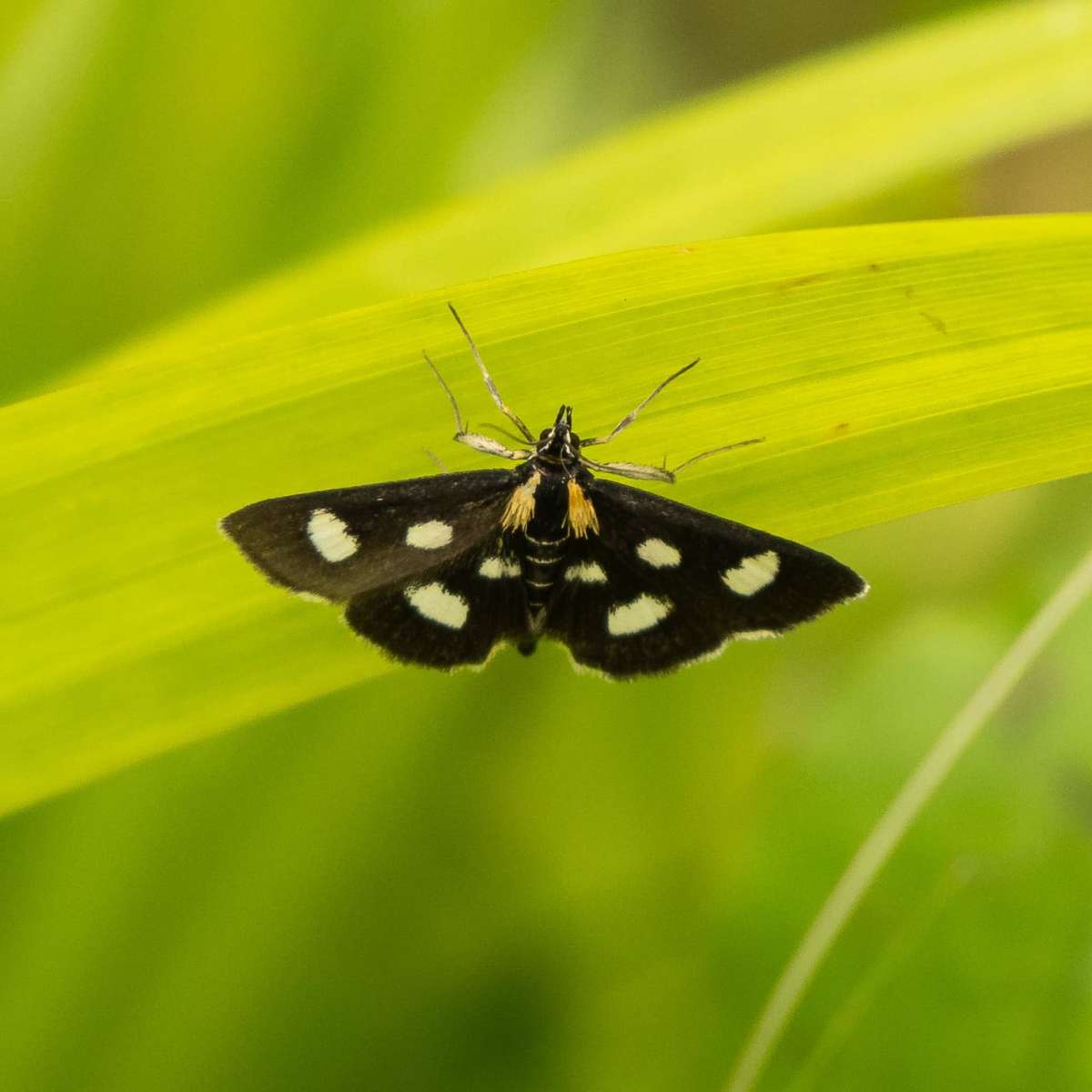 White-spotted Sable (Anania funebris) photographed in Kent by Jonathan Dodds 