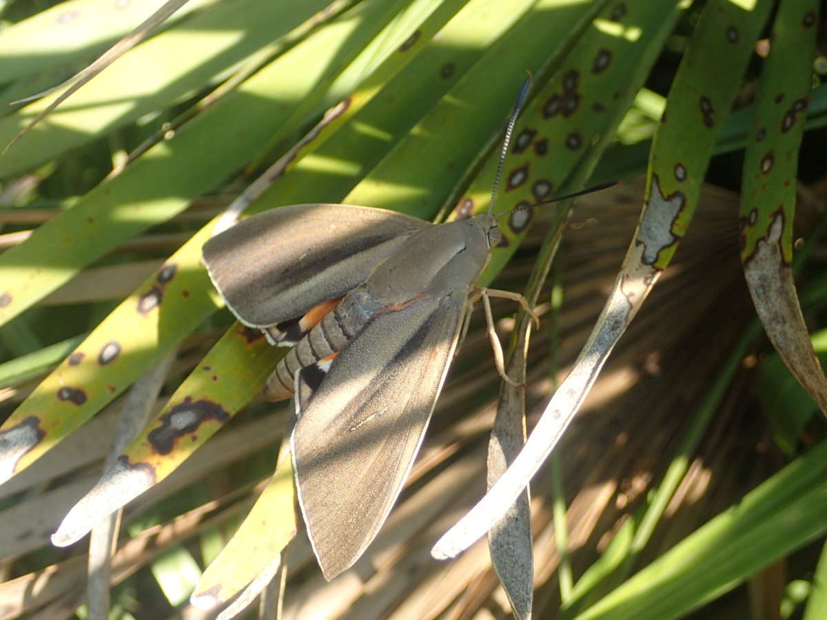 Palm Moth (Paysandisia archon) photographed at Pyrenees-Orientale by Dave Shenton