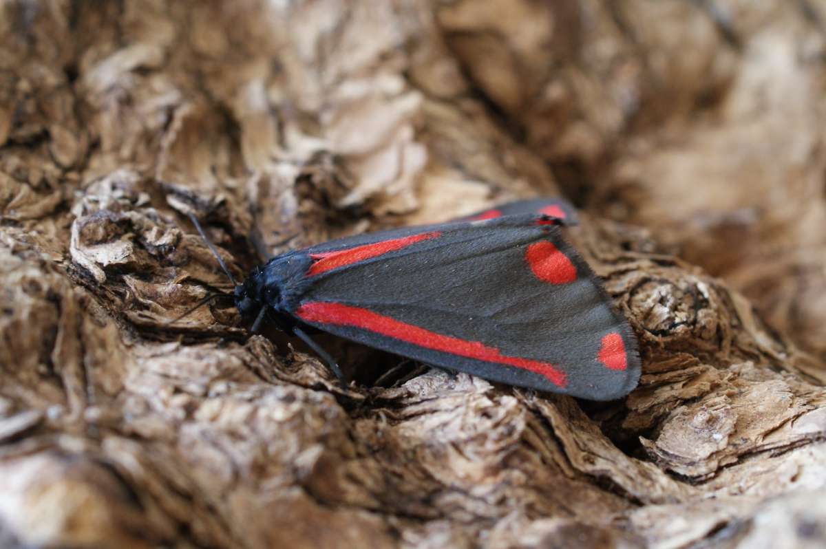 The Cinnabar (Tyria jacobaeae) photographed at Aylesham  by Dave Shenton 