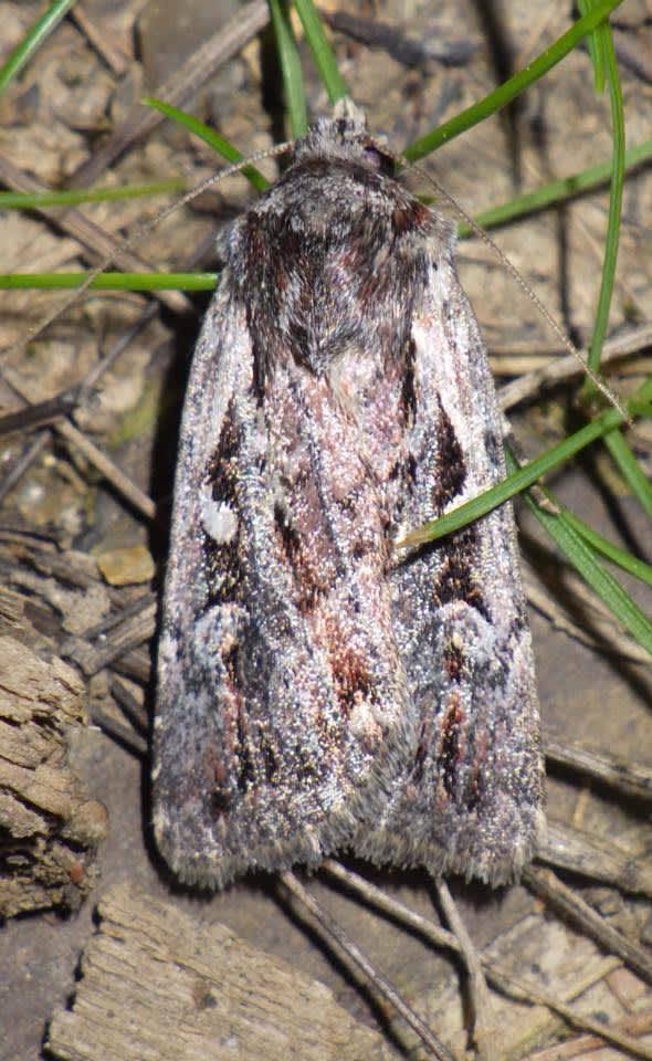 Heath Rustic (Xestia agathina) photographed at Longbeech North  by Andy Millar