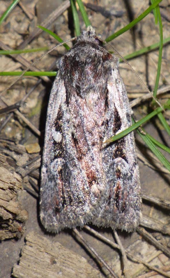 Heath Rustic (Xestia agathina) photographed at Longbeech North  by Andy Millar