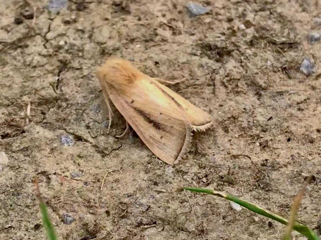 Maize Wainscot (Sesamia nonagrioides) photographed at Ramsgate by Andrew Lipczynski