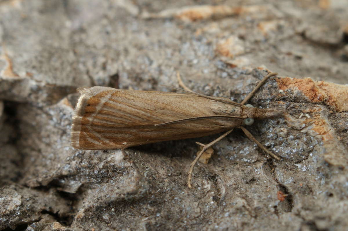 Garden Grass-veneer (Chrysoteuchia culmella) photographed at Aylesham  by Dave Shenton 