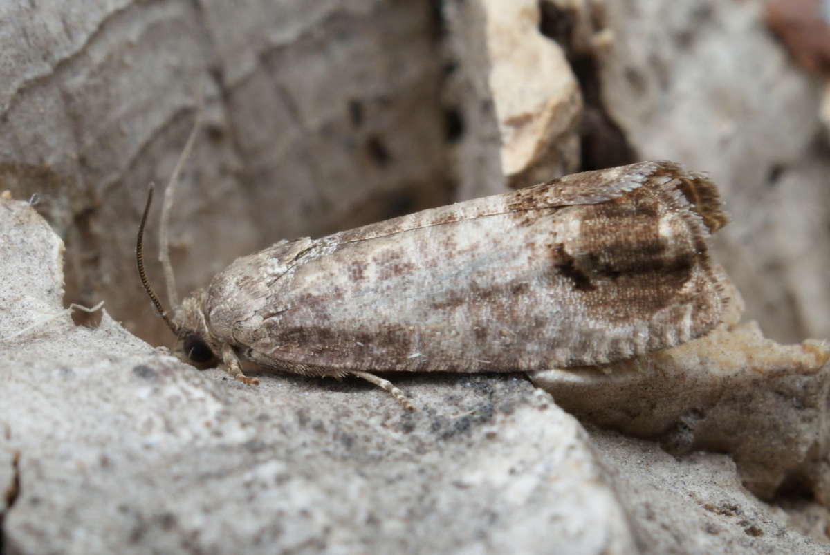 Codling Moth (Cydia pomonella) photographed at Aylesham  by Dave Shenton 