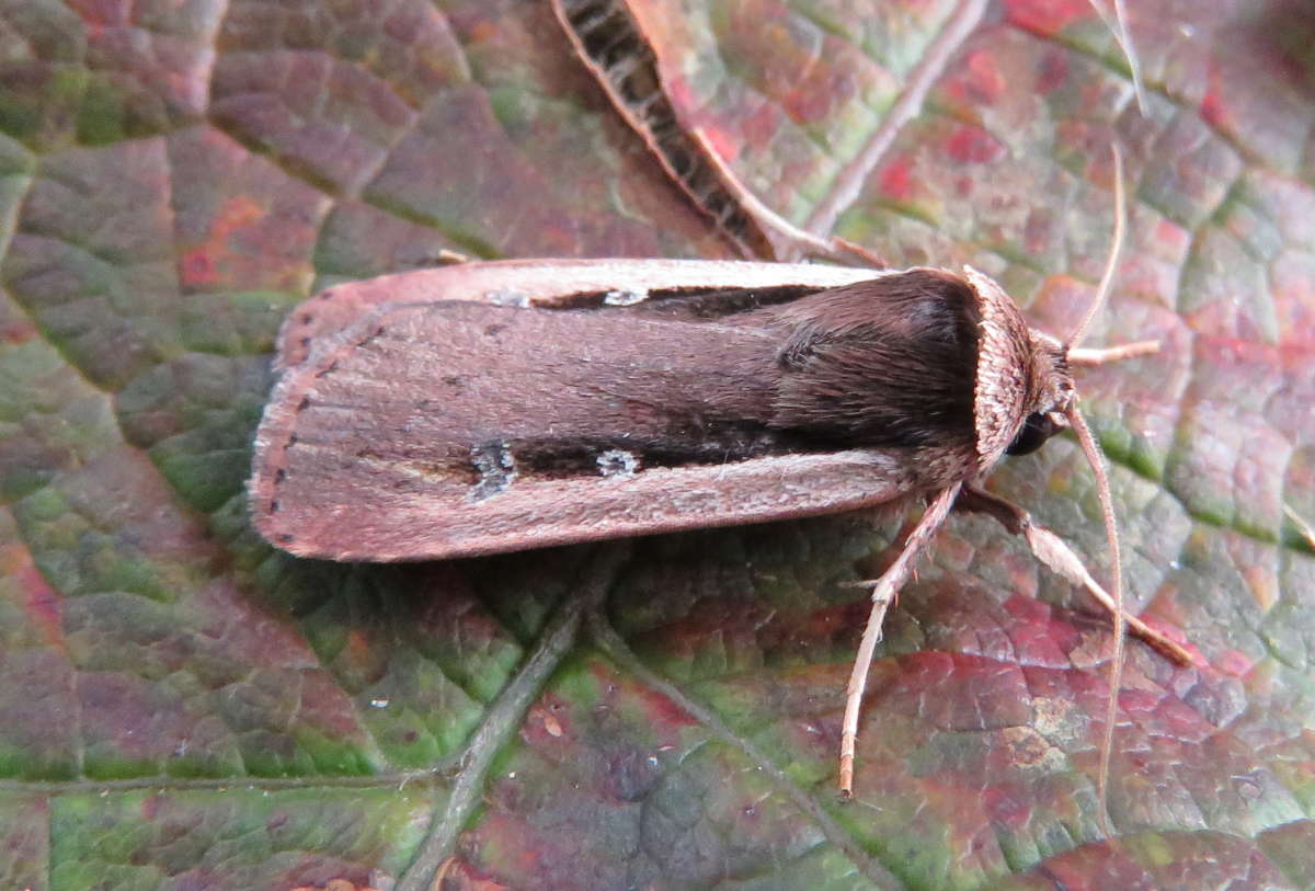 Radford's Flame Shoulder (Ochropleura leucogaster) photographed in Kent by Tony Rouse