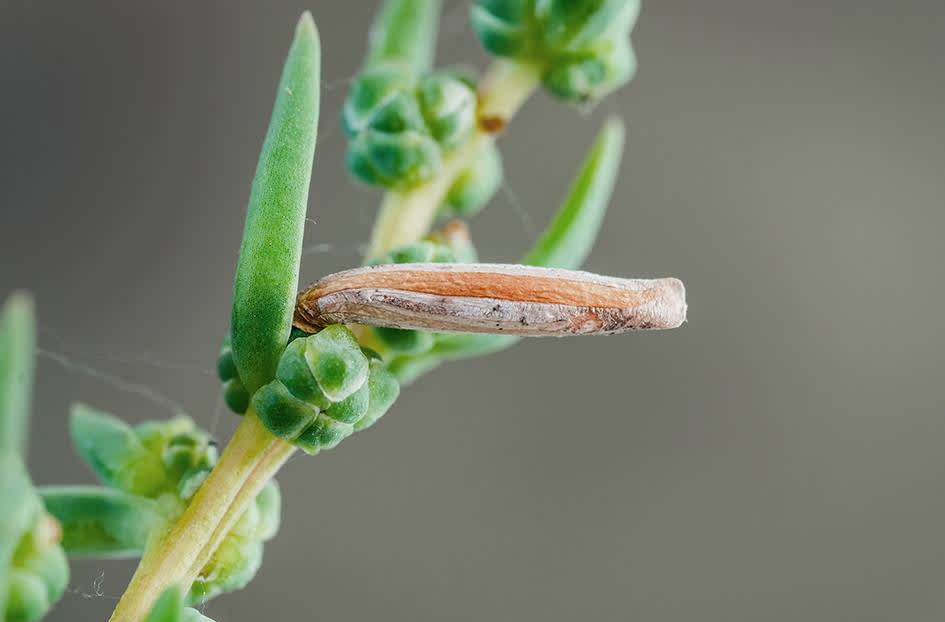 Grey Blite Case-bearer (Coleophora deviella) photographed at Shellness  by Darren Taylor 