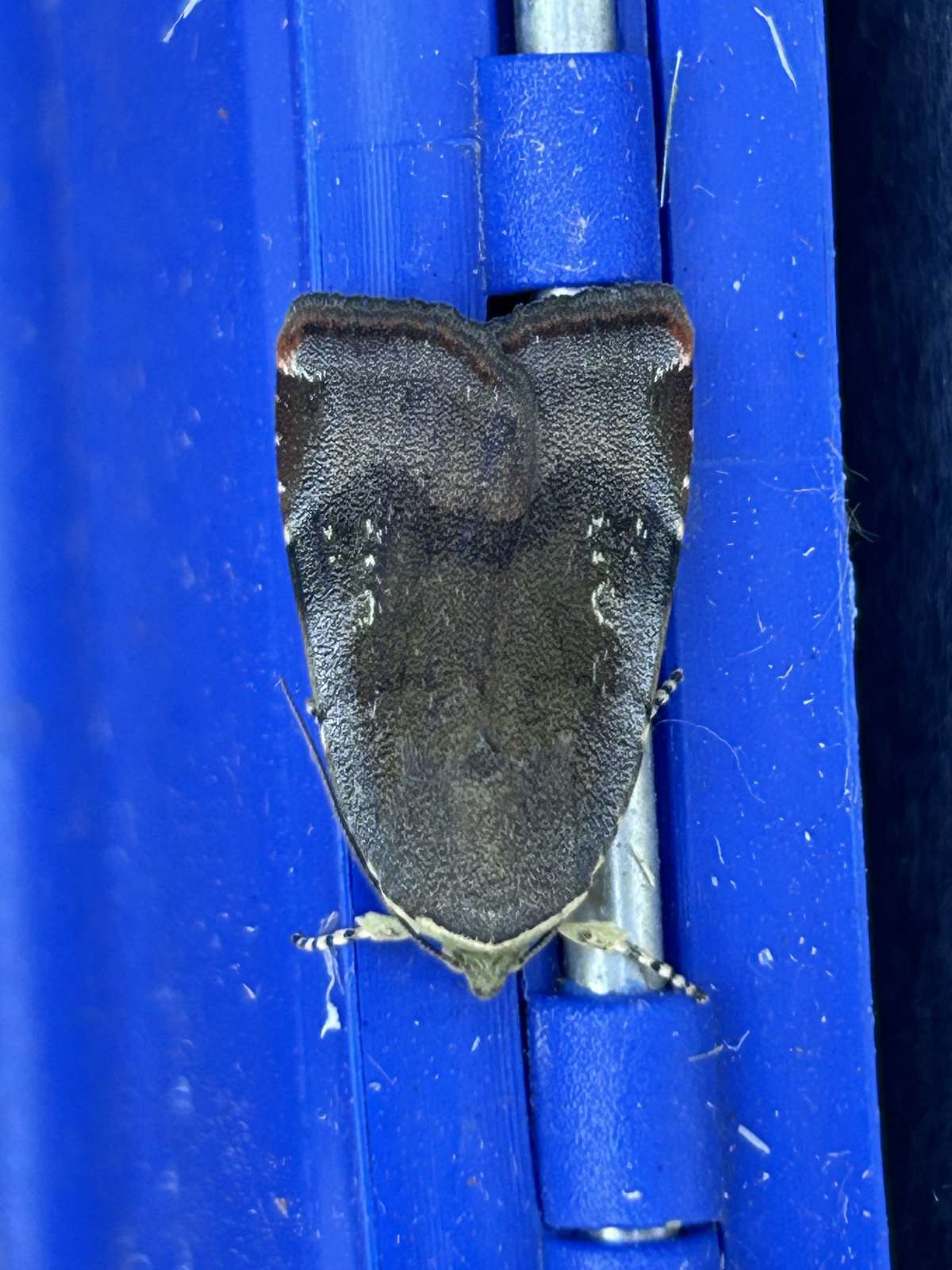 Langmaid's Yellow Underwing (Noctua janthina) photographed at Aylesham  by Dave Shenton