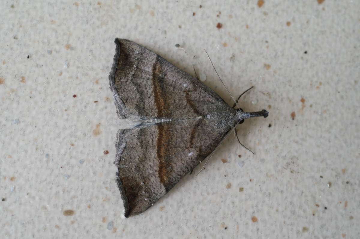 The Snout (Hypena proboscidalis) photographed at Aylesham  by Dave Shenton 