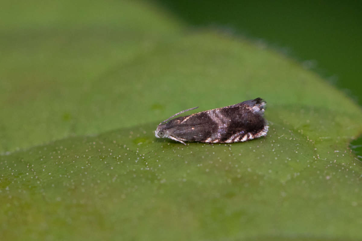 Little Oak Piercer (Strophedra nitidana) photographed in Kent by Alex Perry