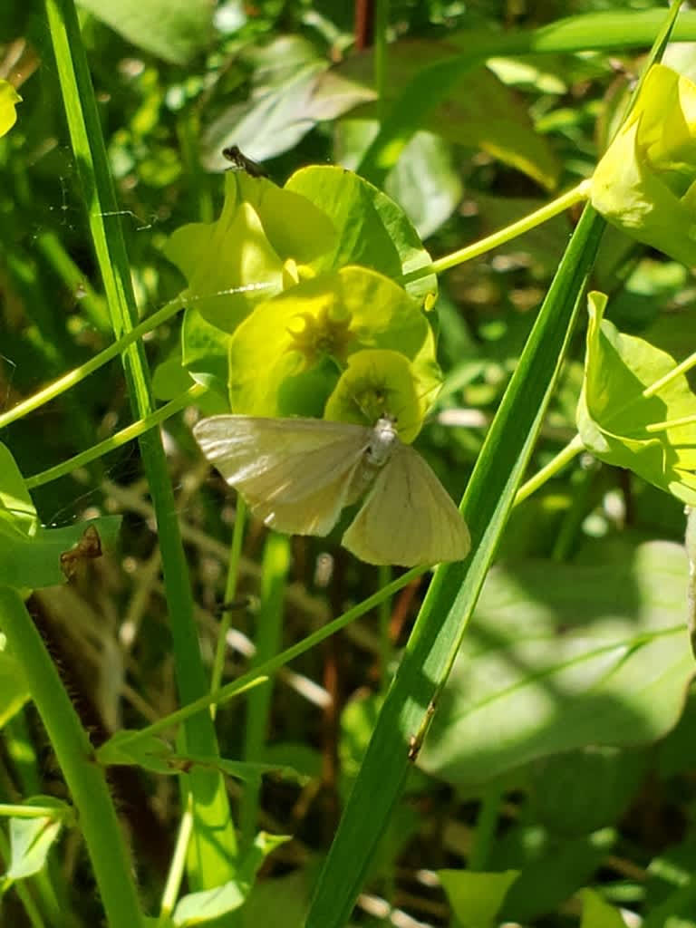 Drab Looper (Minoa murinata) photographed at Denge Wood  by Phil Amblet