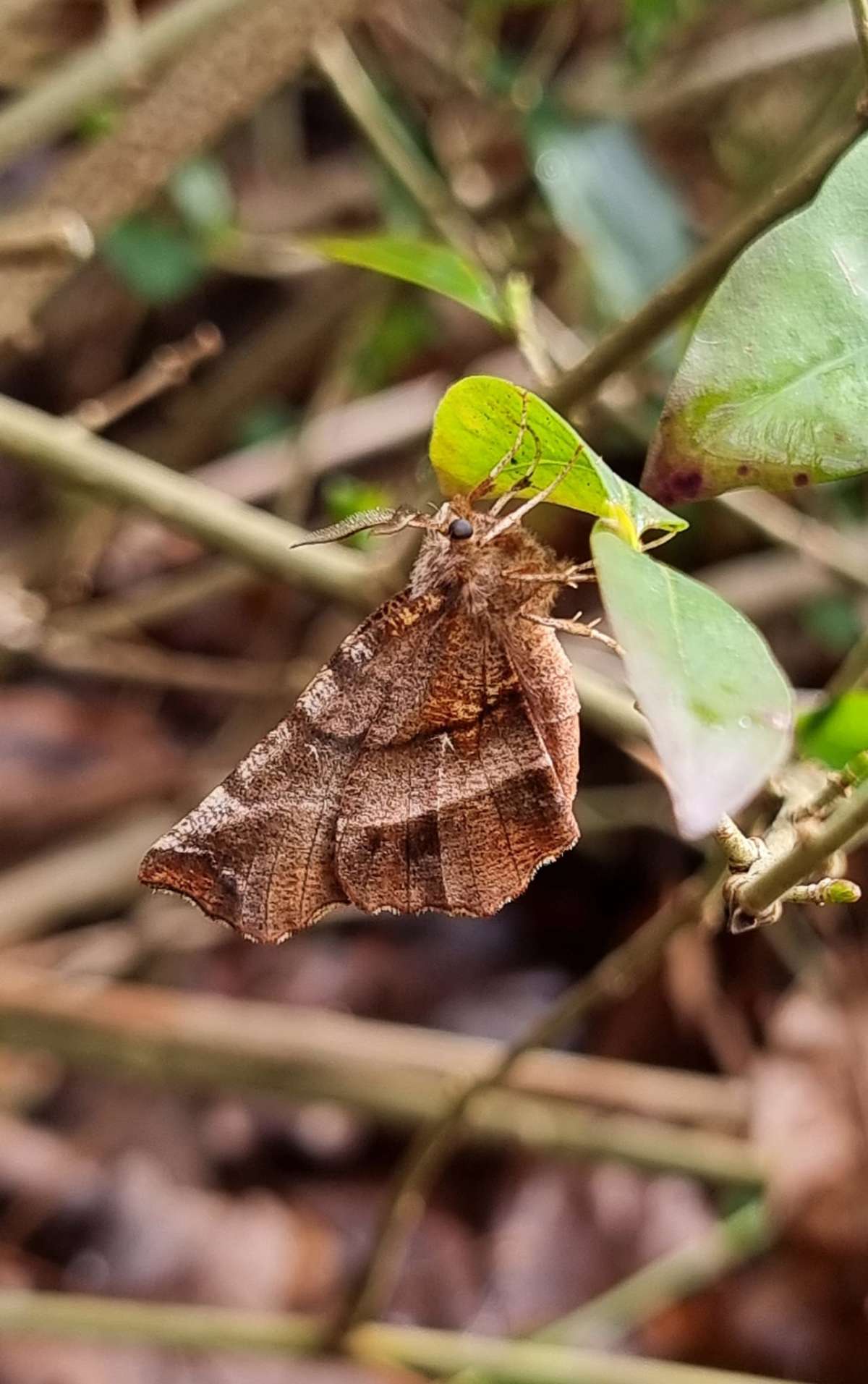 Early Thorn (Selenia dentaria) photographed at Ashford  by Leonard Cooper 