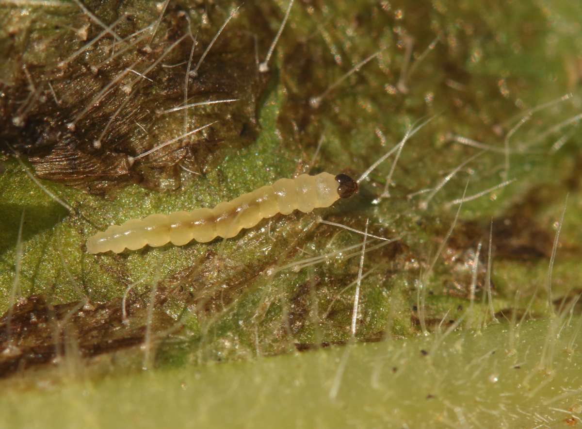 Echium Leaf-miner (Dialectica scalariella) photographed in Kent by Will Langdon 