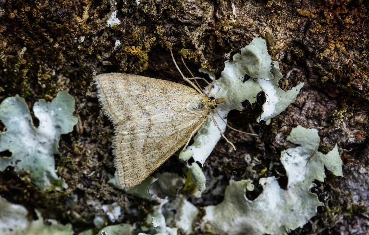 Scarce Marsh Pearl (Psammotis pulveralis) photographed in Kent by Carol Strafford 