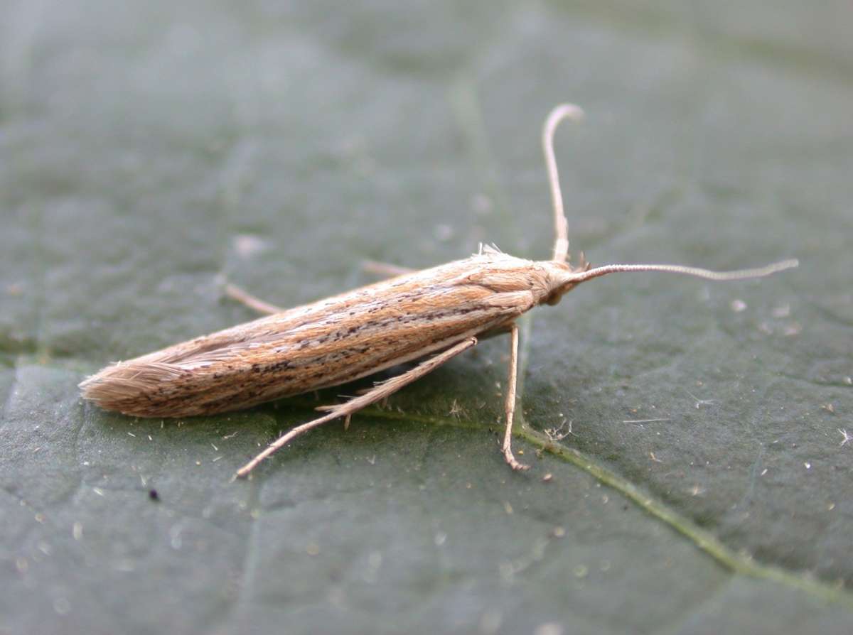 Kent Case-bearer (Coleophora galbulipennella) photographed at Hythe  by Ian Roberts