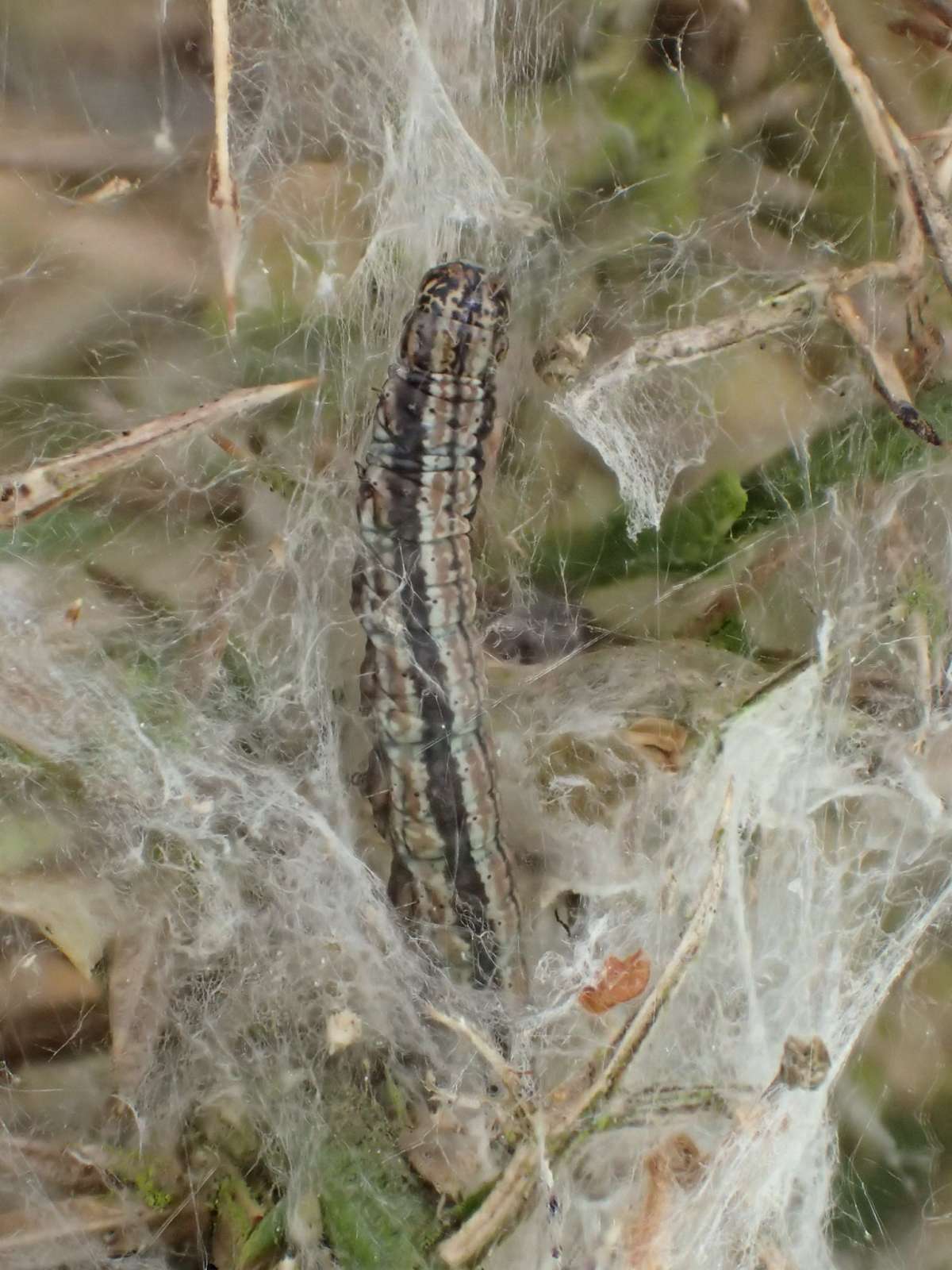 Gorse Knot-horn (Pempelia genistella) photographed at Hothfield Heathlands by Dave Shenton